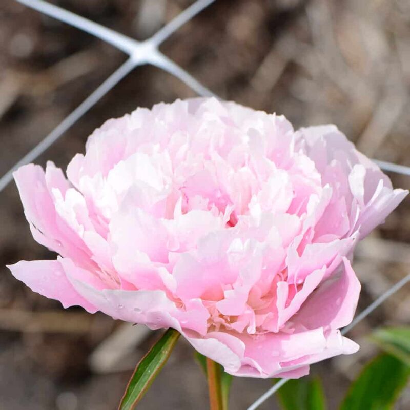 Paeonia lactiflora 'Noemie Demay' ---